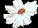 Cherokee rose